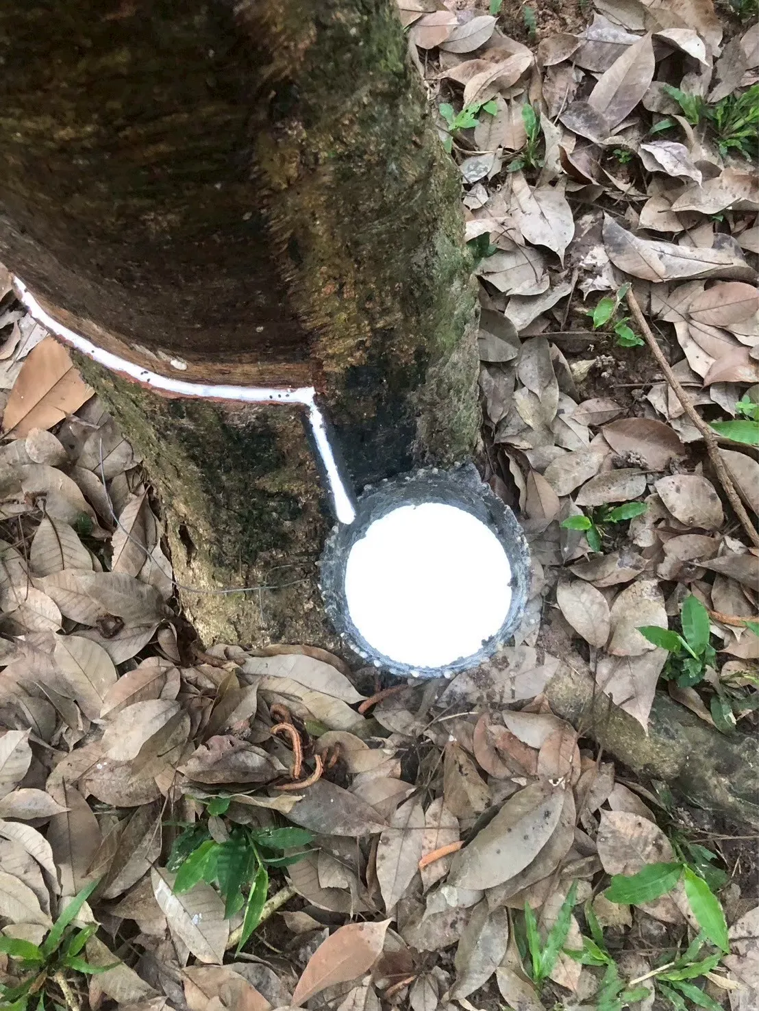 タイ国内 タイ法人